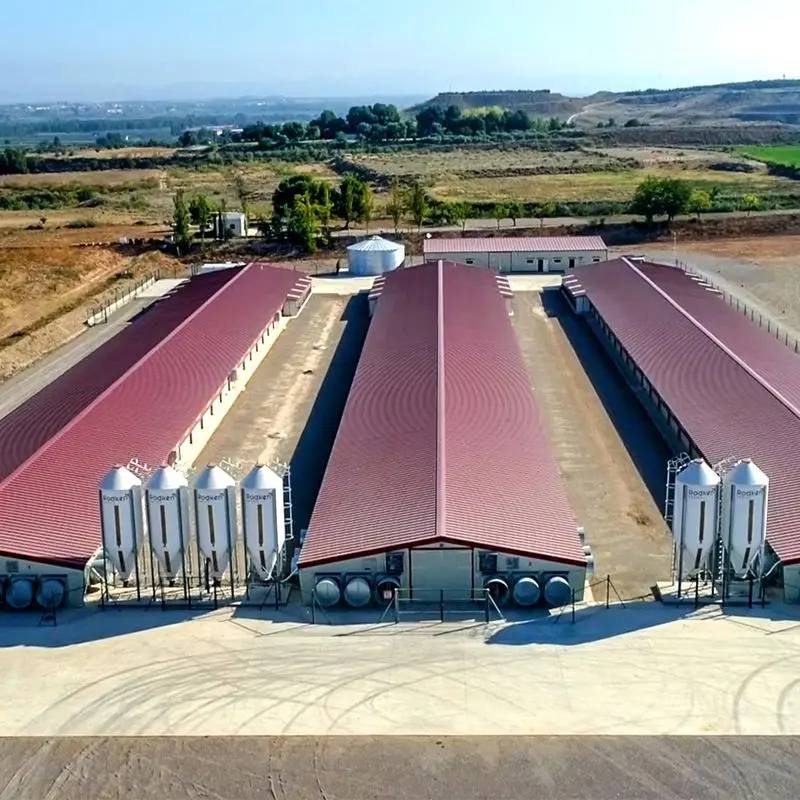 Low Cost Steel Structure Poultry Farming Building